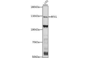 Western blot analysis of extracts of LO2 cells, using RFX1 antibody (ABIN7269905) at 1:1000 dilution. (RFX1 antibody  (AA 200-300))