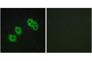 Immunofluorescence analysis of MCF7 cells, using GPR105 Antibody. (P2RY14 antibody  (AA 146-195))