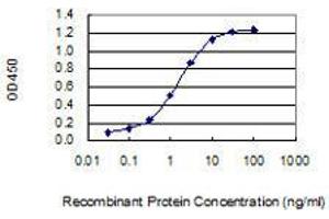 Detection limit for recombinant GST tagged DCLK3 is 0. (DCLK3 antibody  (AA 175-284))