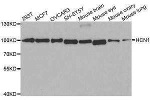 Western blot analysis of extracts of various cell lines, using HCN1 antibody. (HCN1 antibody)