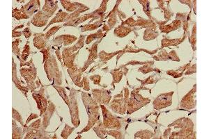 Immunohistochemistry of paraffin-embedded human heart tissue using ABIN7159692 at dilution of 1:100 (APOOL antibody  (AA 163-268))