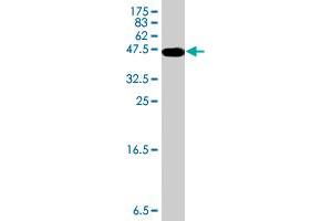 SLC12A6 antibody  (AA 1-90)