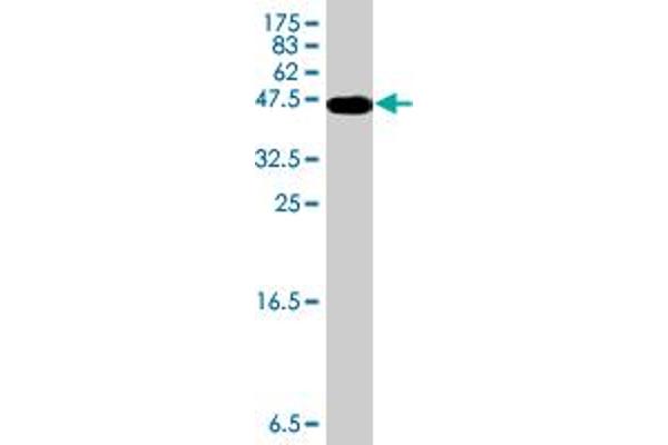 SLC12A6 antibody  (AA 1-90)