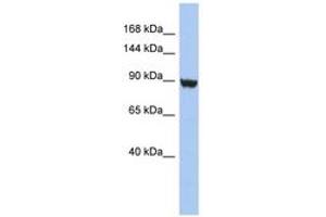 Image no. 1 for anti-Potassium Voltage-Gated Channel, Subfamily H (Eag-Related), Member 6 (KCNH6) (AA 827-876) antibody (ABIN6742566) (KCNH6 antibody  (AA 827-876))