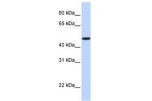 Image no. 1 for anti-Erythropoietin Receptor (EPOR) (N-Term) antibody (ABIN6740862) (EPOR antibody  (N-Term))