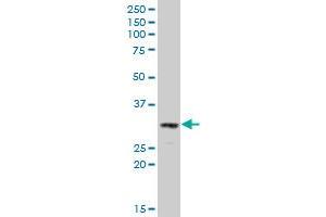 DNASE2 antibody  (AA 261-360)