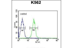 Flow cytometric analysis of K562 cells (right histogram) compared to a negative control cell (left histogram). (EFHC2 antibody  (N-Term))