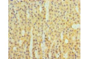 Immunohistochemistry of paraffin-embedded human adrenal gland tissue using ABIN7148380 at dilution of 1:100 (Complement Factor B antibody  (AA 26-751))