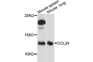 Western blot analysis of extracts of various cell lines, using CCL24 antibody (ABIN1871517) at 1:3000 dilution. (CCL24 antibody)