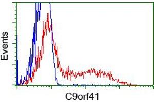 Image no. 1 for anti-Chromosome 9 Open Reading Frame 41 (C9orf41) antibody (ABIN1497060) (C9orf41 antibody)