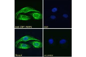 FARP1 antibody  (N-Term)