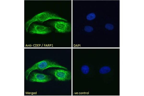 FARP1 antibody  (N-Term)