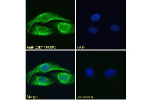 ABIN185104 Immunofluorescence analysis of paraformaldehyde fixed U2OS cells, permeabilized with 0.