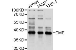Western blot analysis of extracts of various cell lines, using EMB antibody (ABIN4903570) at 1:1000 dilution. (Embigin antibody)