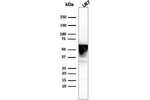 Western Blot Analysis of U87 cell lysate using Vimentin Mouse Monoclonal Antibody (VIM/3736). (Vimentin antibody  (AA 2-466))