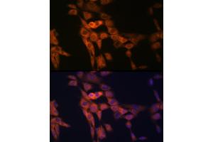 Immunofluorescence analysis of NIH-3T3 cells using TWEAKR/Fn14/CD266 Rabbit mAb (ABIN7271064) at dilution of 1:100 (40x lens). (TNFRSF12A antibody)