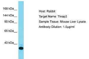 Host: Rabbit Target Name: THRAP3 Sample Tissue: Mouse Liver Antibody Dilution: 1ug/ml (THRAP3 antibody  (N-Term))