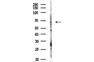 anti-Neutrophil Cytosolic Factor 2 (NCF2) (N-Term) antibody