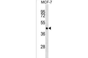 EIF4A3 Antibody (C-term) (ABIN1537085 and ABIN2838327) western blot analysis in MCF-7 cell line lysates (35 μg/lane).