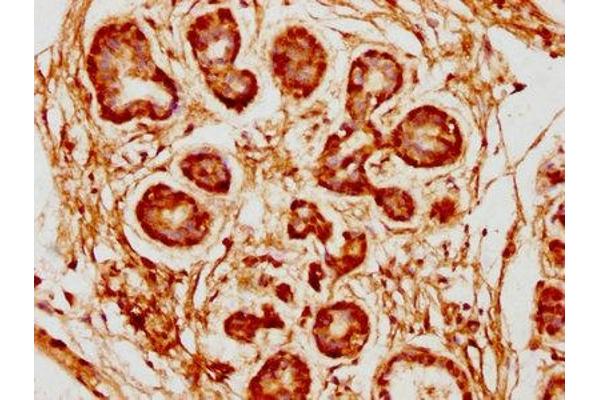 NSL1 antibody  (AA 225-272)