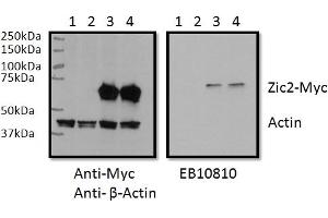 RWPE1 lysate (60ug protein in RIPA buffer) overexpressing Human ZIC2 with C-terminal MYC tag probed with antibody (0.