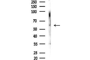 Western blot analysis of lysates from F10-LUC cells(LPS,4h treatment), using Phospho-MITF (Ser180) Antibody at 1/1000 dilution.