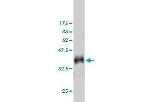 Western Blotting (WB) image for anti-Cyclin-Dependent Kinase Inhibitor 1A (p21, Cip1) (CDKN1A) (AA 65-164) antibody (ABIN560309)