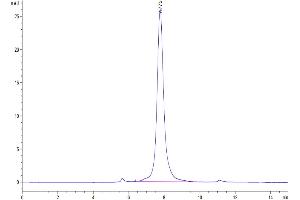 The purity of Human MFAP5 is greater than 95 % as determined by SEC-HPLC. (MFAP5 Protein (AA 22-173) (Fc Tag))