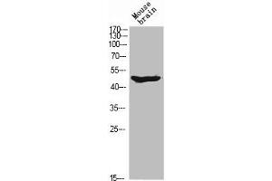 ARMCX1 antibody  (N-Term)