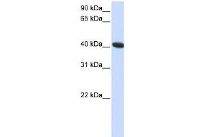 WB Suggested Anti-C1orf159 Antibody Titration:  0. (C1orf159 antibody  (C-Term))