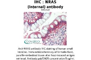 Image no. 1 for anti-GTPase NRas (NRAS) (Internal Region) antibody (ABIN1737523) (GTPase NRas antibody  (Internal Region))