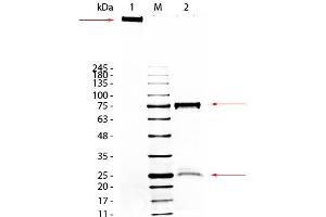 SDS-Page of Guinea Pig IgM Whole Molecule. (Guinea Pig IgM Isotype Control)