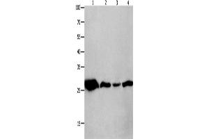 Western Blotting (WB) image for anti-14-3-3 theta (YWHAQ) antibody (ABIN2426259) (14-3-3 theta antibody)