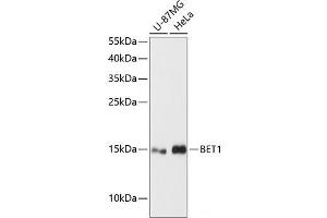 Western blot analysis of extracts of various cell lines using BET1 Polyclonal Antibody at dilution of 1:3000.