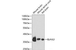 Western blot analysis of extracts of various cell lines using ELAVL3 Polyclonal Antibody at dilution of 1:1000. (HuC/ELAVL3 antibody)