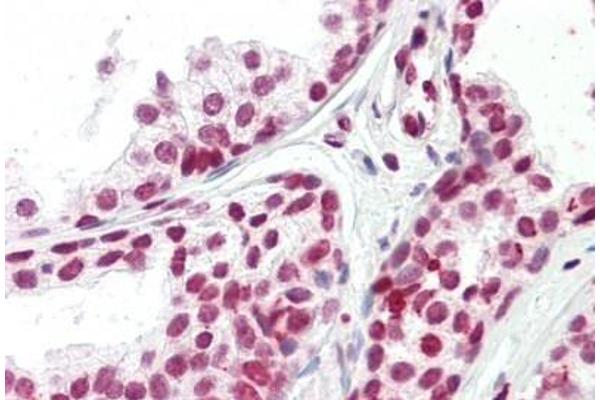 FOXH1 antibody  (N-Term)