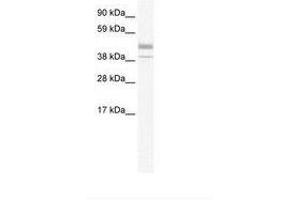 Image no. 1 for anti-Estrogen-Related Receptor beta (ESRRB) (N-Term) antibody (ABIN6735991) (ESRRB antibody  (N-Term))