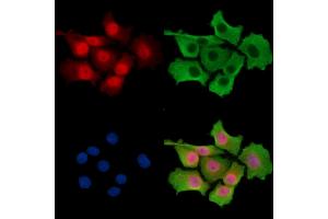 ABIN7096477 and ABIN7100541 staining HepG2 cells by IF/ICC. (UBE3C antibody)