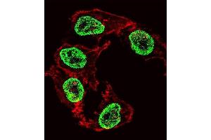 Fluorescent confocal image of HepG2 cell stained with ARGFX Antibody (Center) (ABIN1537723 and ABIN2849257). (ARGFX antibody  (AA 103-132))