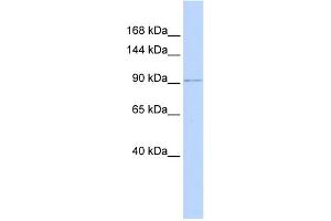 WB Suggested Anti-NDST3 Antibody Titration:  0. (NDST3 antibody  (N-Term))