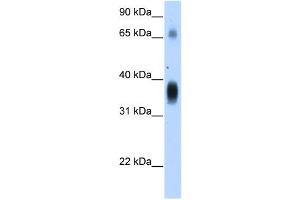 WB Suggested Anti-NOV Antibody Titration:  1. (NOV antibody  (Middle Region))