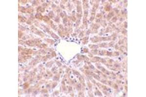 Immunohistochemistry of TIP47 in rat liver tissue with this product at 10 μg/ml. (PLIN3 antibody  (C-Term))