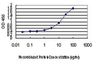 Detection limit for recombinant GST tagged BLVRB is approximately 0. (BLVRB antibody  (AA 107-206))