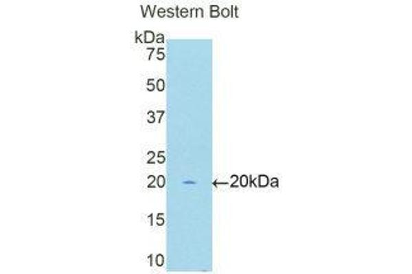 LMYC antibody  (AA 257-394)