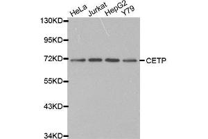 Western blot analysis of extracts of various cell lines, using CETP antibody.