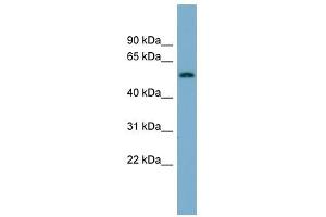 MFRP antibody used at 1 ug/ml to detect target protein. (MFRP antibody  (N-Term))