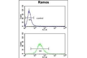 CR2 Antibody (C-term) (ABIN390953 and ABIN2841143) flow cytometry analysis of Ramos cells (bottom histogram) compared to a negative control cell (top histogram). (CD21 antibody  (C-Term))