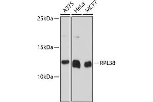Western blot analysis of extracts of various cell lines, using RPL38 antibody (ABIN6133114, ABIN6147143, ABIN6147144 and ABIN6215604) at 1:3000 dilution. (RPL38 antibody  (AA 1-70))