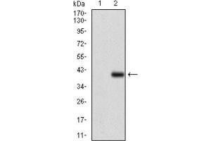 Western Blotting (WB) image for anti-CD7 (CD7) (AA 72-175) antibody (ABIN1846202)