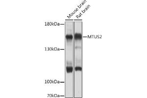 Western blot analysis of extracts of various cell lines, using MTUS2 Rabbit pAb (ABIN7268536) at 1:1000 dilution. (CAZIP antibody  (AA 49-348))